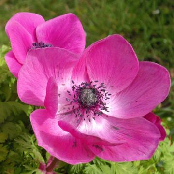 Anemone coronaria Sylphide