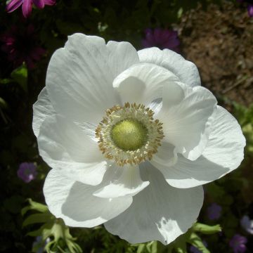 Anemone coronaria The Bride