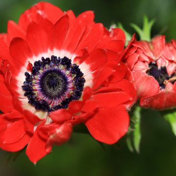 Anemone coronaria The Governor