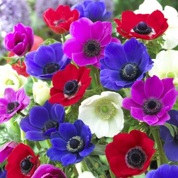 Anemone coronaria Mix