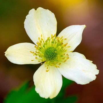 Anemone cylindrica - Anémone cylindrique