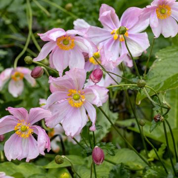 Anemone hupehensis Crispa