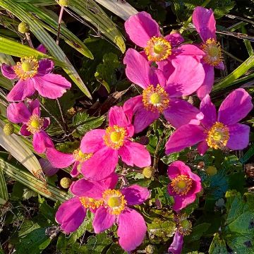 Anemone hupehensis Fantasy Red Riding Hood