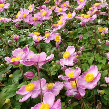 Anémone du Japon Fantasy Cinderella - Anemone hupehensis var.japonica