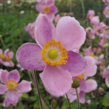 Anemone hupehensis var. japonica Little Princess