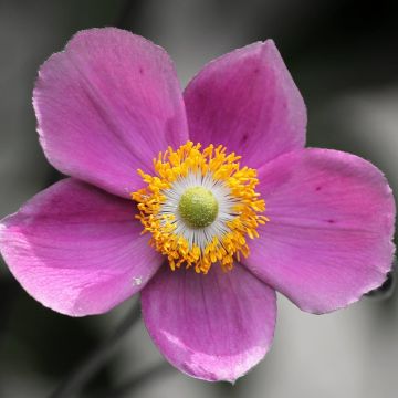 Anemone hupehensis Praecox