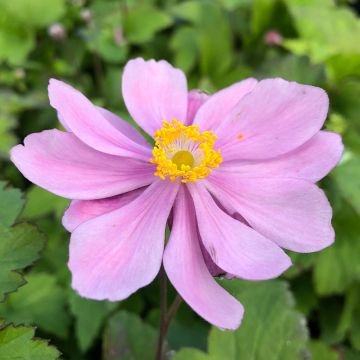 Anemone hupehensis var. japonica Pamina