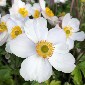 Anemone Elfin Swan - Japanese Anemone