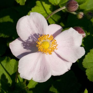 Anemone hybrida Richard Ahrens