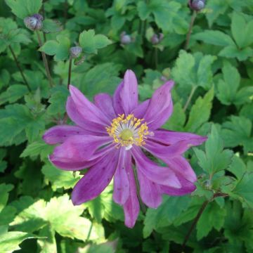 Anemone hybrida Bressingham Glow