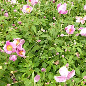 Anemone hupehensis Pretty Lady Susan