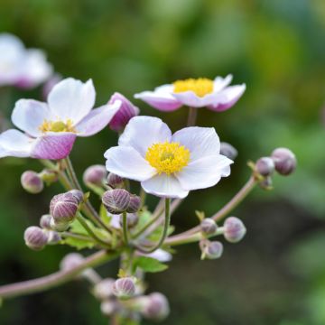 Anemone Regal Swan - Japanese Anemone