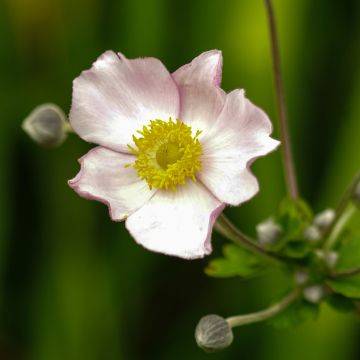 Anemone tomentosa Robustissima