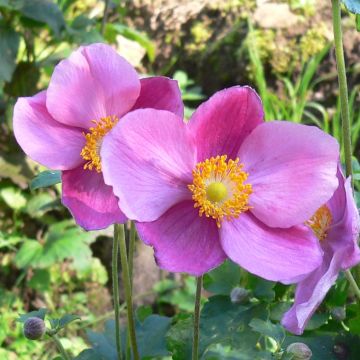 Anemone hupehensis Splendens