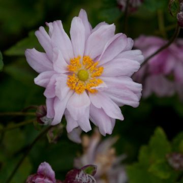 Anemone hybrida Mont Rose