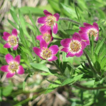 Anemone multifida Rubra