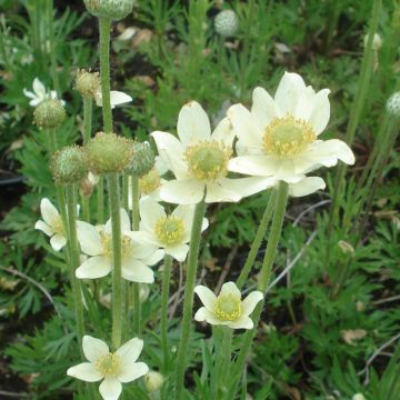 Anemone multifida Major