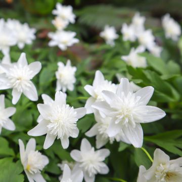 Anemone nemorosa Vestal