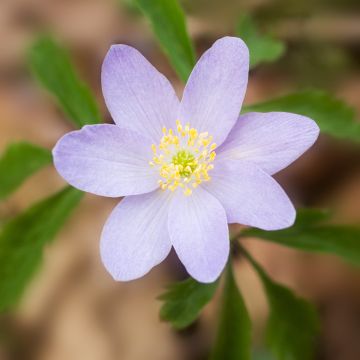 Anemone nemorosa Lucia NU