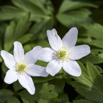 Anemone nemorosa Lychette