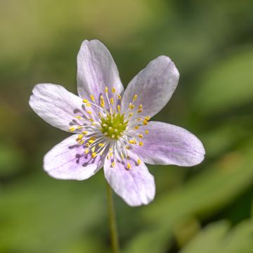 Anemone nemorosa Marie-Rose - Anémone des bois