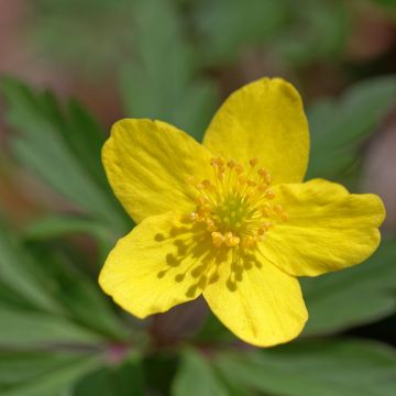 Anemone  ranunculoides 