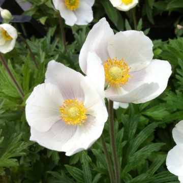 Anemone sylvestris