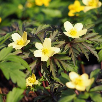 Anemone x lipsiensis - Anémone des bois hybride.