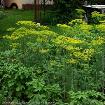 Organic Dill plants - Anethum graveolens