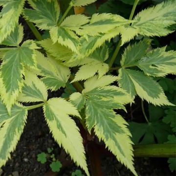 Angelica archangelica Corinne Tremaine - Garden Angelica