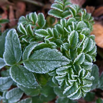 Angelica pachycarpa