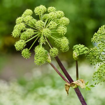 Angélique officinale - Angelica archangelica