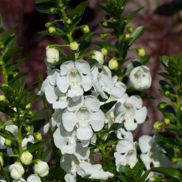 Angelonia angustifolia Angelface Carrara