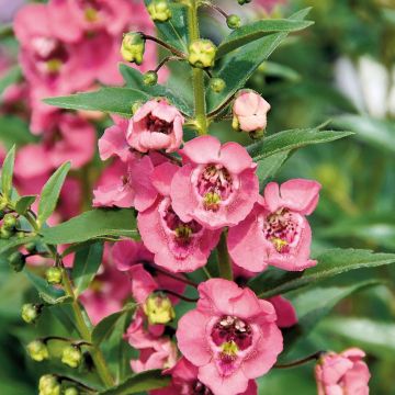 Angelonia angustifolia Angelface Pink