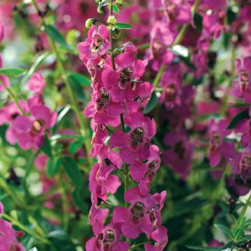 Angelonia angustifolia Archangel Deep Rose
