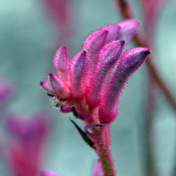 Anigozanthos flavidus Bush Pearl