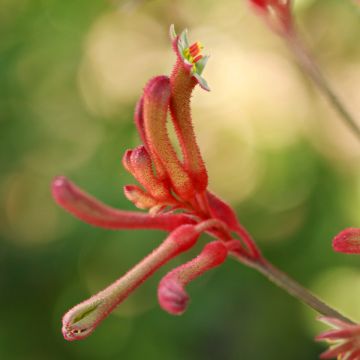 Anigozanthos flavidus