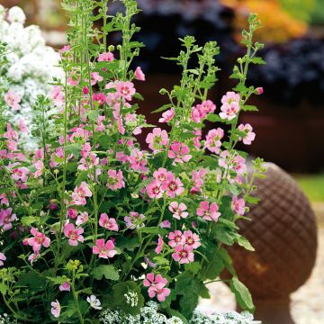 Anisodontea Lady in Pink - Cape Mallow