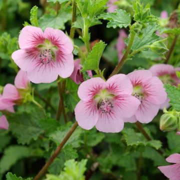 Anisodontea capensis 'El Rayo'