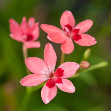 Anomatheca laxa - False Freesia