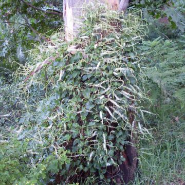 Anredera cordifolia 