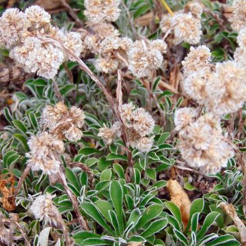 Antennaria dioica var. borealis