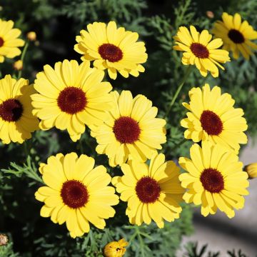 Anthemis Grandaisy Gold - Marguerite