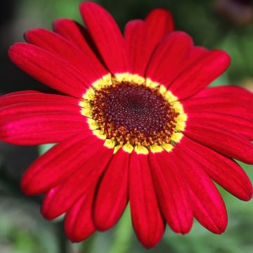 Anthemis Grandaisy Ruby - Marguerite