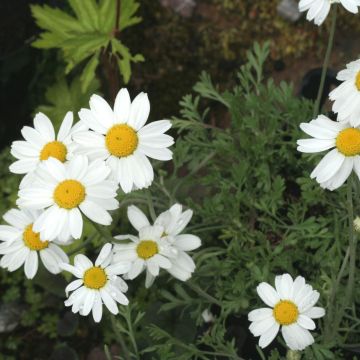 Anthemis carpatica Karpatenschnee - Marguerite