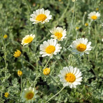 Anthemis tinctoria Sauce Hollandaise - Marguerite