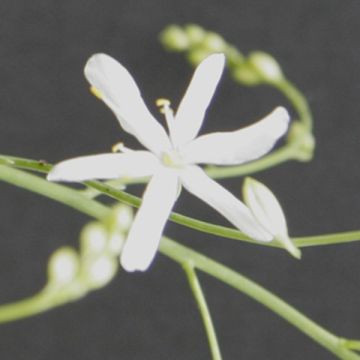 Anthericum liliago