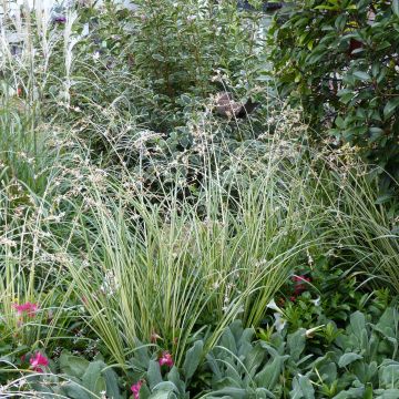 Anthericum saundersiae Starlight