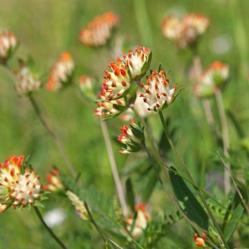 Anthyllis vulneraria var. coccinea, Vulnéraire