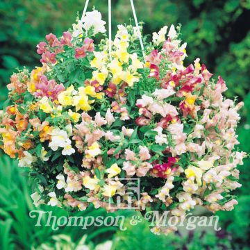 Trailing Snapdragon Chinese Lanterns F1 Seeds - Antirrhinum pendula multiflora